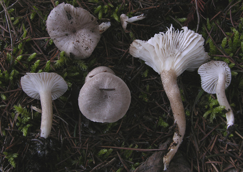 Funghi....dicembrini con alberto.....(parte 2)